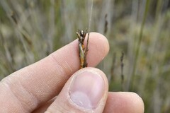 Schoenus pseudoloreus