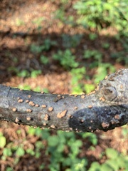 Nectria cinnabarina