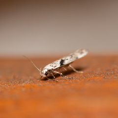 Caryocolum blandella