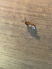 Pseudopamera nitidula