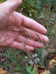 Bromus ciliatus