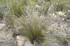 Schoenus pseudoloreus