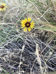 Gaillardia