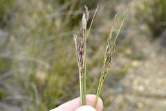 Schoenus pseudoloreus