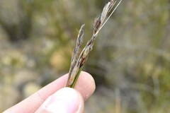 Schoenus pseudoloreus