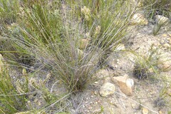 Schoenus pseudoloreus