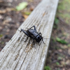 Gryllus pennsylvanicus