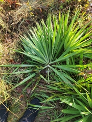 Asparagaceae