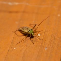 Adelphocoris quadripunctatus