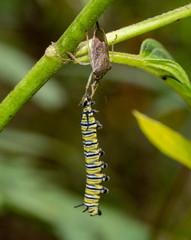 Podisus maculiventris