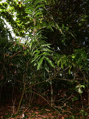 Desmoncus orthacanthos