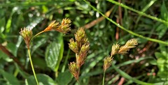 Carex praticola