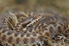 Vipera seoanei