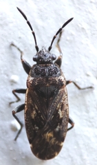 Sphragisticus nebulosus