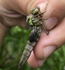 Aeshna viridis