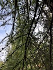 Larix