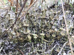 Cladonia verticillata