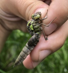 Aeshna viridis