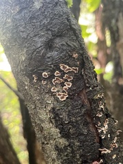 Steccherinum ochraceum