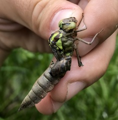 Aeshna viridis