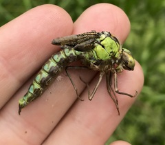 Aeshna viridis