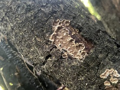 Steccherinum ochraceum