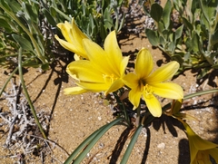 Zephyranthes bagnoldii