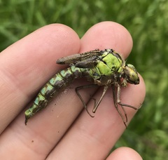 Aeshna viridis