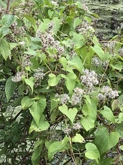 Mikania scandens