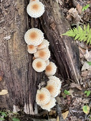 Pholiota