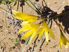 Zephyranthes bagnoldii