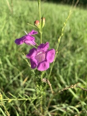 Agalinis heterophylla