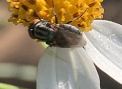 Cochliomyia