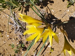 Zephyranthes bagnoldii