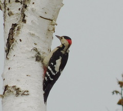Dendrocopos syriacus