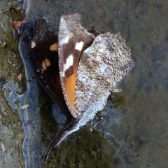 Libytheana carinenta mexicana
