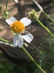 Cochliomyia