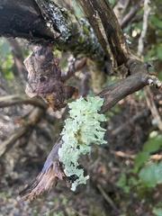 Parmotrema perforatum