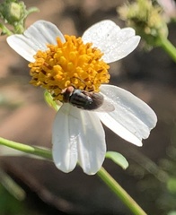 Cochliomyia