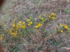Ulex minor