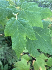 Acer