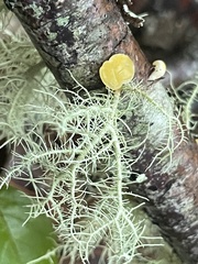 Usnea strigosa