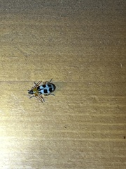 Paranapiacaba tricincta