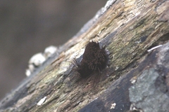 Stemonitis splendens