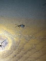 Paranapiacaba tricincta