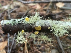 Usnea strigosa