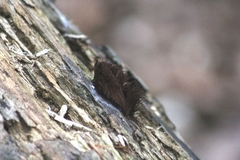 Stemonitis splendens