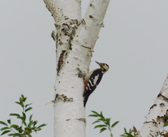 Dendrocopos syriacus