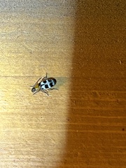 Paranapiacaba tricincta