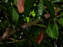 Desmoncus orthacanthos